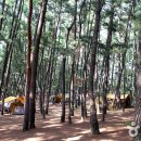 바다와솔숲 이미지