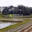 전북 고창군 성내면 조동리 / 논 답, 체험농장용지 경작부지 농원용지 화훼용지 농원부지 다목적용지 / 1 이미지