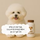 도그앤츄 | 셀레늄 초과·성분 미검출…한국소비자원 반려동물 영양제 효능 조사 결과 정리