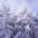 [산행신청] 제 200차 정기 신년산행 능경봉(1,123m)&고루포기산(1,238m) 이미지