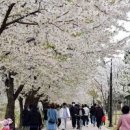 경기도 벚꽃 명소 가볼만한곳(수원 벚꽃축제) 이미지