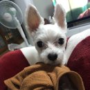 보들하이 이미지