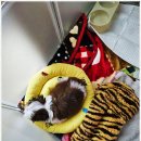 아이러브독 강아지분양 부천점 이미지