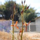 꽃보다 보세 이미지