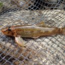 어(漁)동해바다 | 어(漁)벤져스 도감(11) - 멸종위기종Ⅱ급(1)