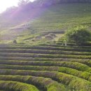 초록초록 이미지