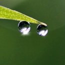 솔잎이슬 이미지