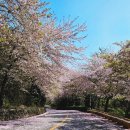 상족바다펜션 | 경남 고성 숨은 벚꽃 명소 사람 적은 벚꽃길 아이랑 봄나들이 추천