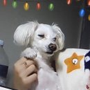coco puppy 이미지
