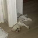 견발소 이미지