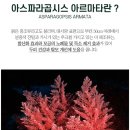 숨스칼프 티스토리