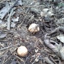 바보송이(빠가마쓰타케, Tricholoma bakamatsutake) 이미지