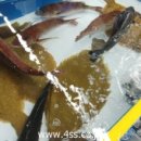 정말조은마켓 이미지