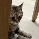 봄빛동물병원 이미지