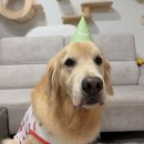 나는댕댕이다 이미지