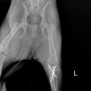 진천동물병원 이미지