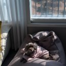 SM펫살롱 이미지