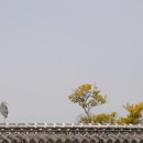 하꼬네 이미지