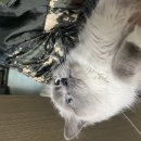 867기/3대대/040606/인성진 이미지