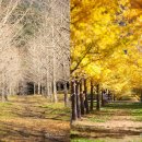 은행나무숲 입구 | 잎 다 떨어진 홍천 은행나무숲 단풍 여행 다녀온 후기(11/1)