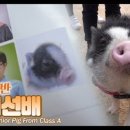 서흥초 이미지