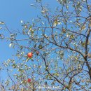 문화해설사의집(이병철생가) 이미지