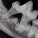 맥동물병원 이미지