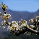 배꽃가든 이미지