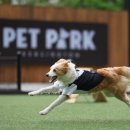 켄싱턴 호텔 평창 글램핑 빌리지 이미지