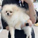 그루밍 샵 제제 이미지