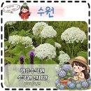 서울근교 수국명소 실시간개화상황 수원 영흥수목원 할인 주차 다녀온 후기