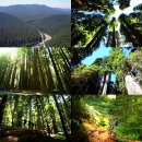 레드우드 이미지