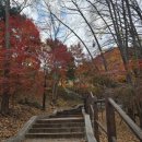 하늘숲 | 남산 하늘숲길 후기 | 입구 꿀팁·동선·버스·뷰·단풍 맛집 총정리 [11월 나들이]