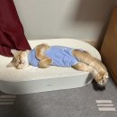 고양이의 보은캐터리 | 용인고양이분양후기 여기가 찐찐찐이다냥!