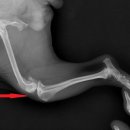 용원동물병원 이미지