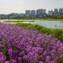 금호강변의 보라유채 꽃 이미지