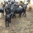 강원도흑염소 이미지