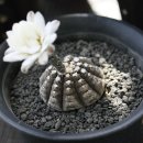 Cacti 이미지