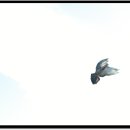 [5700] 날으는 비둘기 사진... 이미지