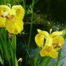노랑붓꽃"(Yellow Water Flag) 꽃말은 '믿는 자의 행복' 이미지