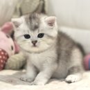 대구고양이분양 도레미캣 이미지