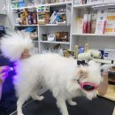 서현동물병원 이미지