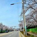 공단로가로수 이미지