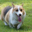 오마이독 이미지