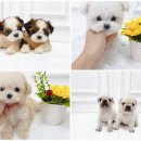 벨라독 | 수원강아지분양, 벨라독에서 인생 댕댕이 만나자!