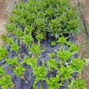 서파가든 이미지