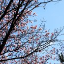 꽃들의 향연 이미지