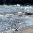 호랑이버거 이미지