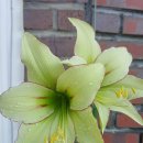 아마릴리스 이미지