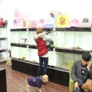 엔젤인독스 이미지